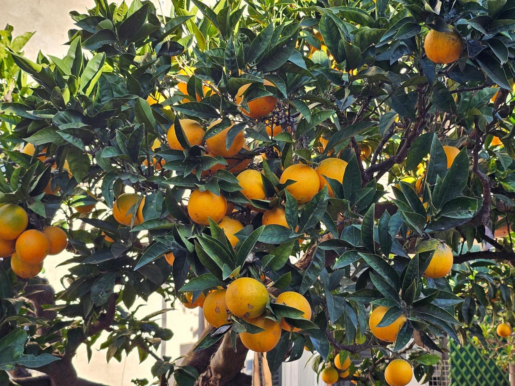 L'Arancio B&B Cecchina Bagian luar foto